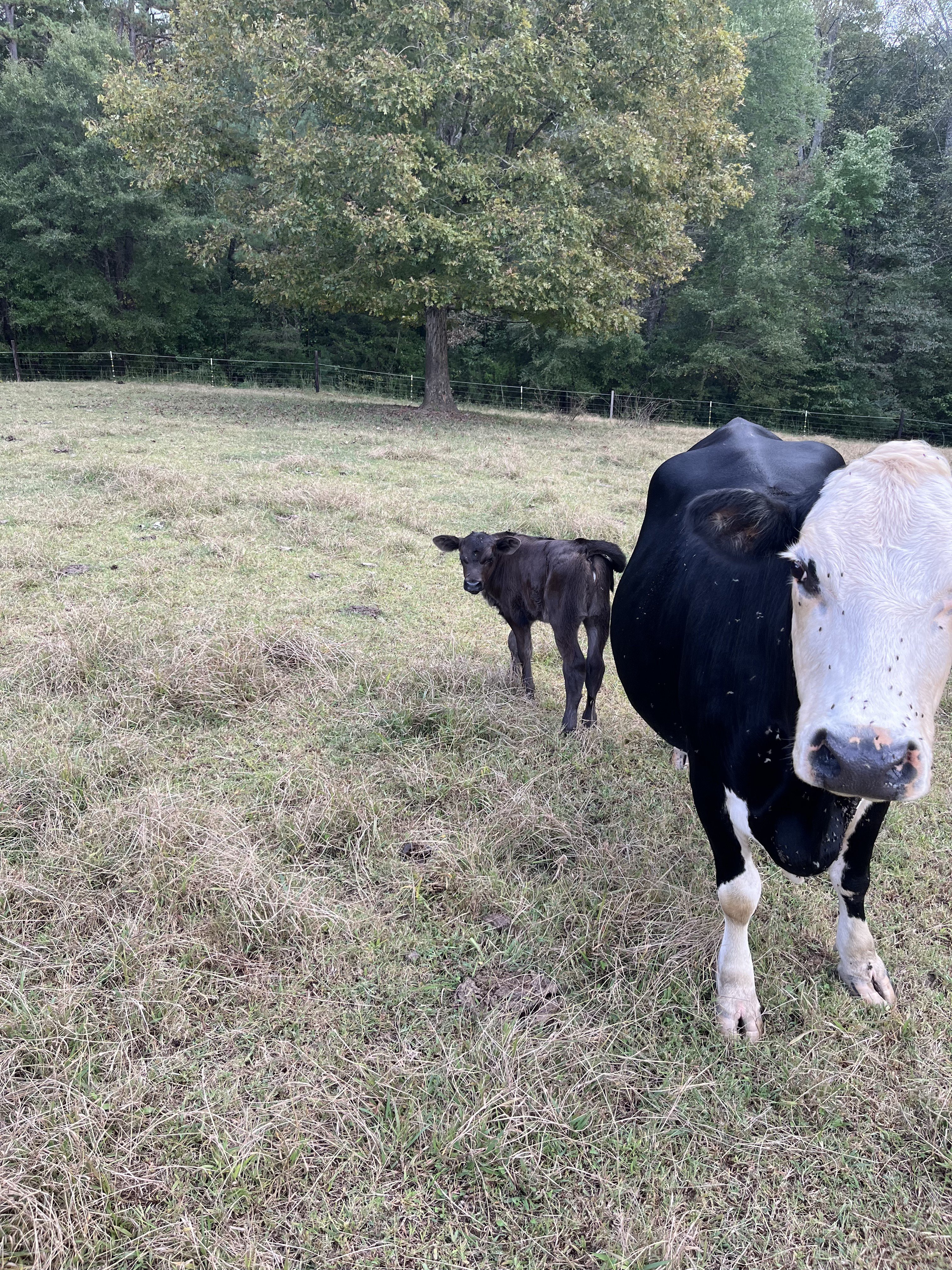 Cow and newborn calf in the Rosebud Farms pasture